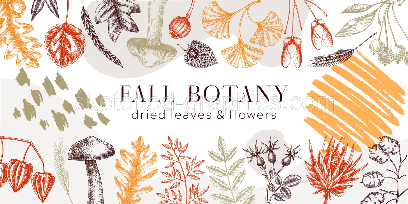 Autumn banner with fallen leaves and dried flowers. Thanksgiving background. Collage style fall background. Sketched dried herbs, falling leaves, mushrooms, seeds illustration.  Illustration